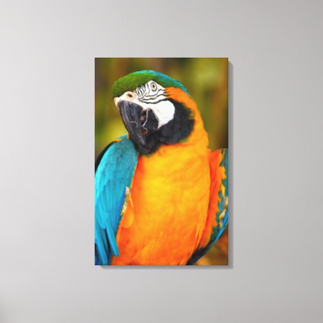 Majestic Macaw Canvas Print (Front)