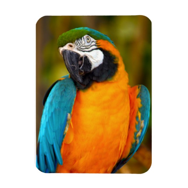 Majestic Macaw Magnet (Vertical)