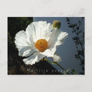 Majestic Matilija Poppy Postcard