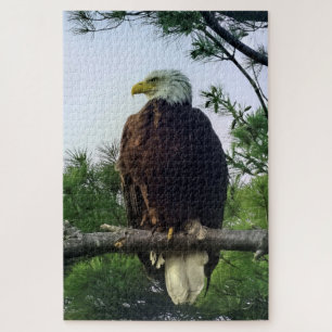 Majestic Mature Bald Eagle Perched in Tree Jigsaw  Puzzle