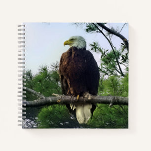 Majestic Mature Bald Eagle Perched in Tree Notebook