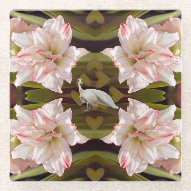 Majestic Peacock and Amaryllis Candy Cane Glass Coaster (Front)