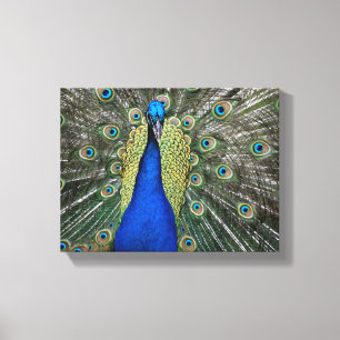 Majestic Peacock Canvas Print