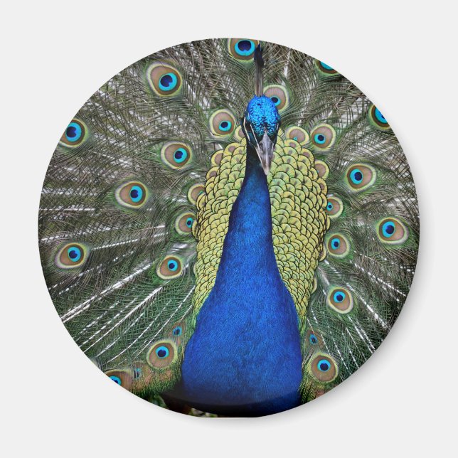 Majestic Peacock Magnet (Front)