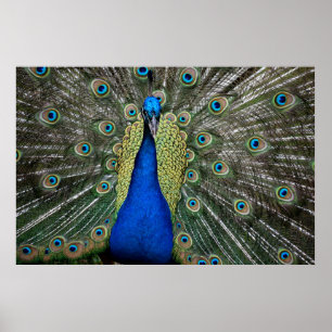 Majestic Peacock  Poster