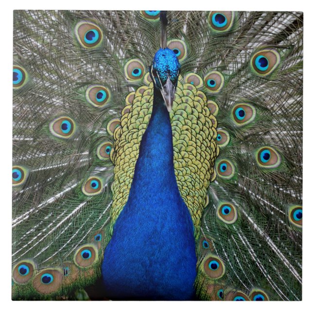 Majestic Peacock Tile (Front)