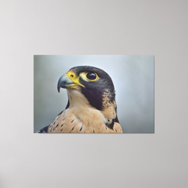 Majestic Peregrine falcon Canvas Print (Front)