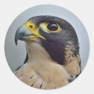 Majestic Peregrine falcon Classic Round Sticker