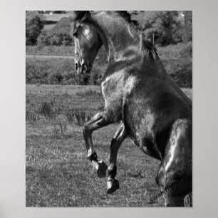 Majestic Poster