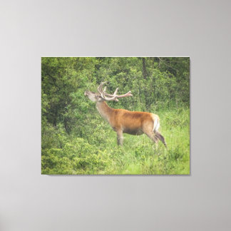 Majestic Red Deer in the Forest Canvas Print