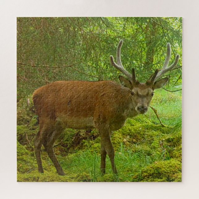 Majestic Red Deer Stag in Mossy Woodland Scene Jigsaw Puzzle (Horizontal)