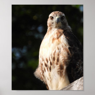 Majestic Red Tail Hawk Stare Down Poster