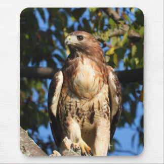 Majestic Red Tailed Hawk Mouse Pad