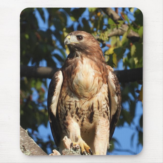 Majestic Red Tailed Hawk Mouse Pad (Front)