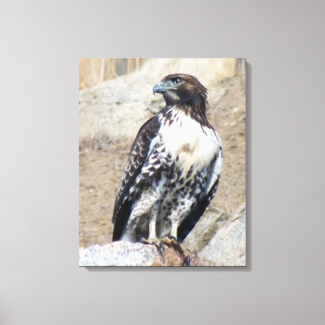 Majestic Red-tailed Hawk Wrapped Canvas (Front)