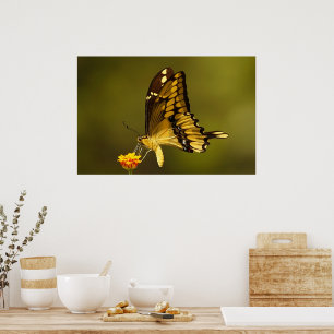 Majestic Reflection Poster