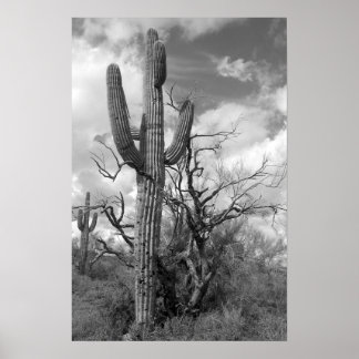 Majestic Saguaro Cactus (b/w) Poster