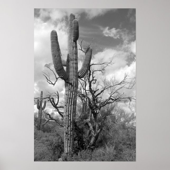 Majestic Saguaro Cactus (b/w) Poster (Front)
