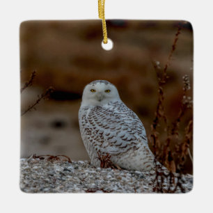 Majestic Snowy Owl of the Connecticut Coast Ceramic Ornament