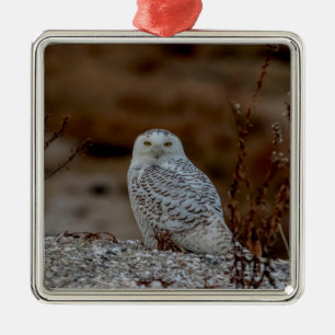 Majestic Snowy Owl of the Connecticut Coast Metal Ornament