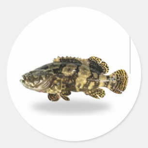 Majestic Spotted Grouper - Tropical Coral Reef Fis Classic Round Sticker