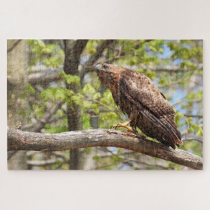 Majestic Stalking Red Tailed Hawk Jigsaw Puzzle