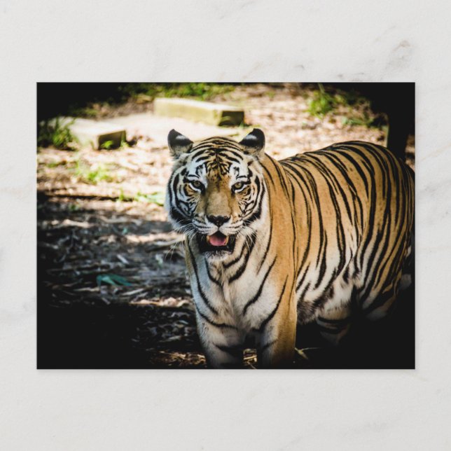 Majestic Tiger in Sunlit Glory  Postcard (Front)