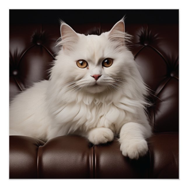 Majestic white cat poster (Front)