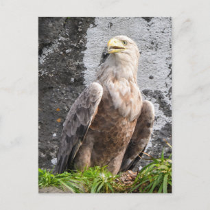 Majestic White Tailed Eagle Scottish Highlands  Postcard