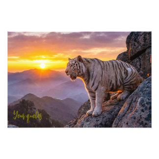 Majestic White Tiger Sunset  Photo Print
