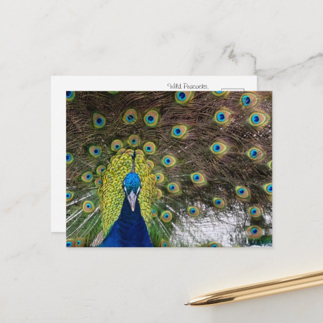 Majestic Wild Peacock on Cozumel Postcard (Front/Back In Situ)