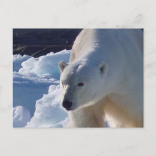 Majestic wild Polar bear Postcard