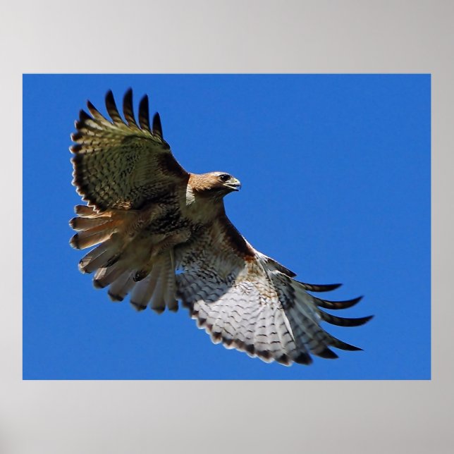 Majestic Wings Framed Print (Front)