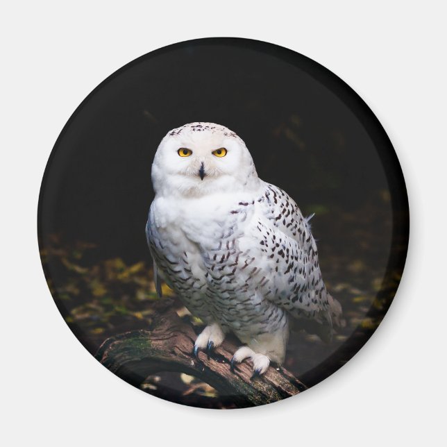 Majestic winter snowy owl magnet (Front)
