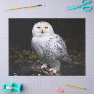 Majestic winter snowy owl tissue paper