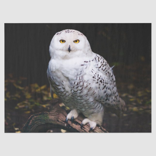 Majestic winter snowy owl tissue paper (Front)