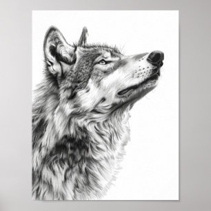 Majestic Wolf Staring at the Sky Sketch Poster