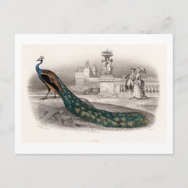 Majestically coloured portrait of a peacock.  postcard (Front)