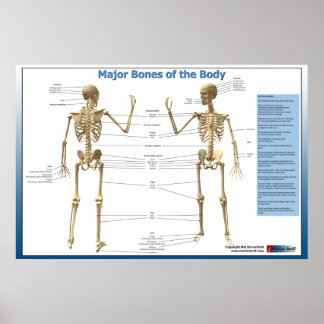 Major Bones of the Body Poster