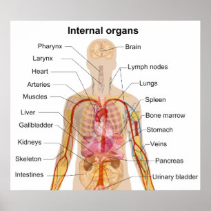 Major Internal Organs in the Human Body Chart