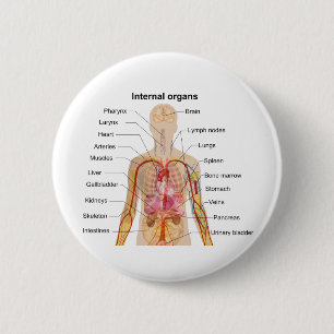 Major Internal Organs in the Human Body Chart 2 Inch Round Button