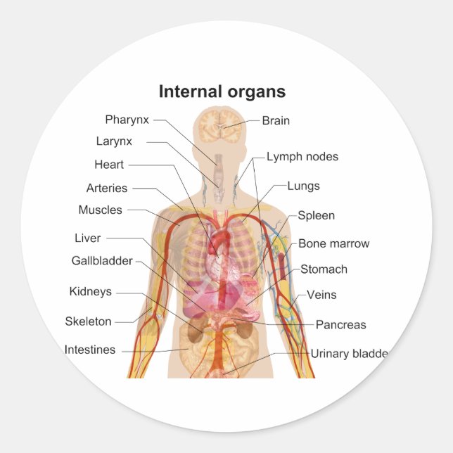 Major Internal Organs in the Human Body Chart Classic Round Sticker (Front)