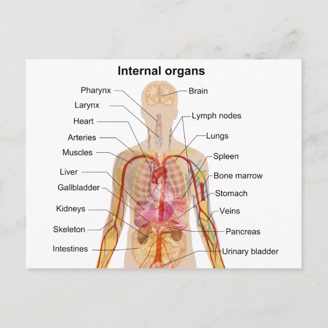 Major Internal Organs in the Human Body Chart Postcard (Front)