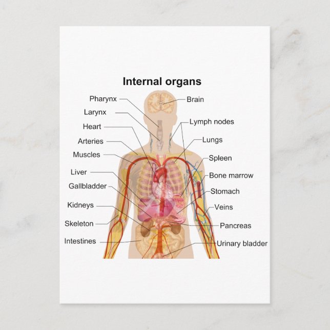 Major Internal Organs in the Human Body Chart Postcard (Front)