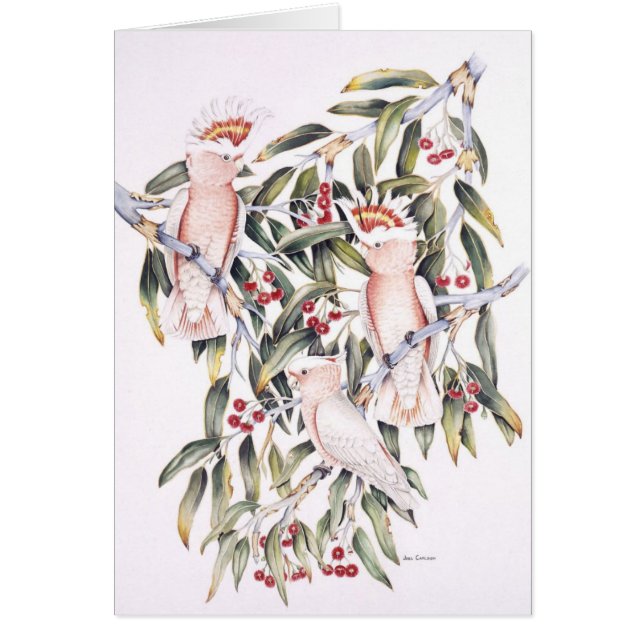 Major Mitchell Cockatoos (Front)