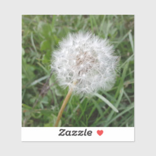 Make a Wish