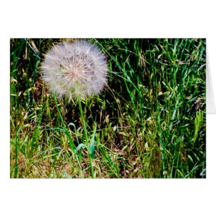 "Make a Wish" collection