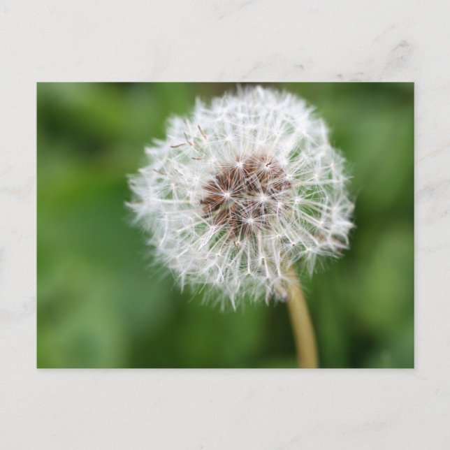 Make A Wish! Dandelion Postcard (Front)