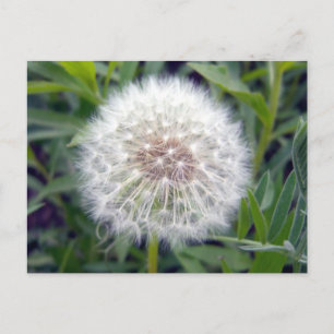 Make A Wish Postcard