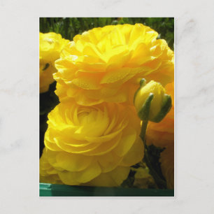 Make Mine Yellow Postcard
